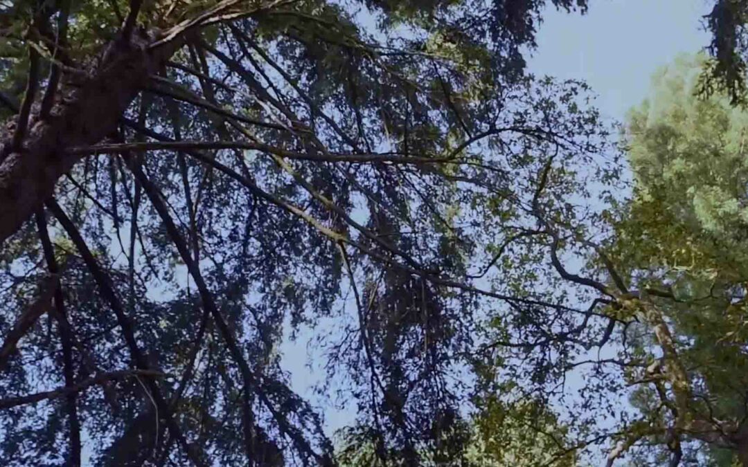 Nature’s clinic: Forest bathing