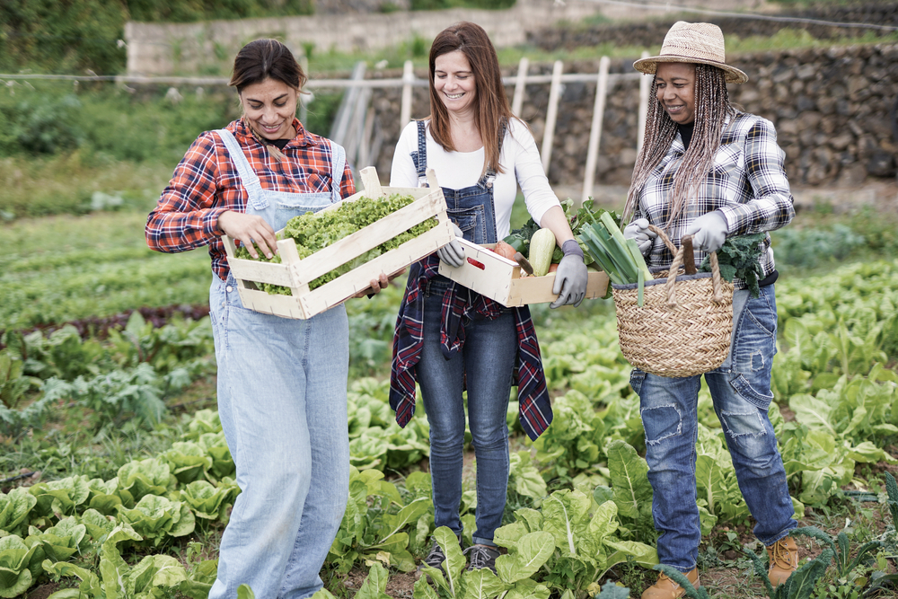 Multiracial,Gardening,Women,With,Fresh,Vegetable,Working,Inside,Farm,- Un groupe de personnes travaille dans un jardin communautaire.