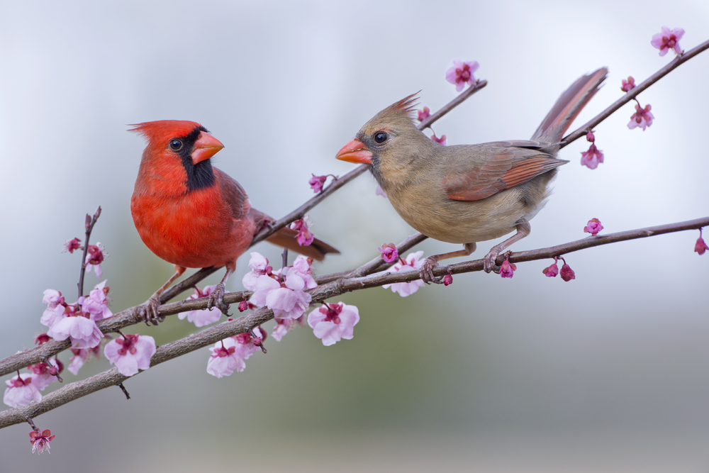 Un cardinal mâle et une cardinale femelle perchés sur une branche d’arbre en fleurs. Un cardinal mâle et une cardinale femelle perchés sur une branche d’arbre en fleurs.