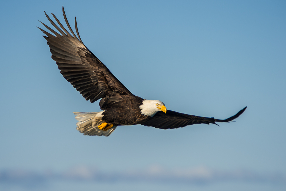 Un aigle à tête blanche volant dans le ciel Un aigle à tête blanche volant dans le ciel