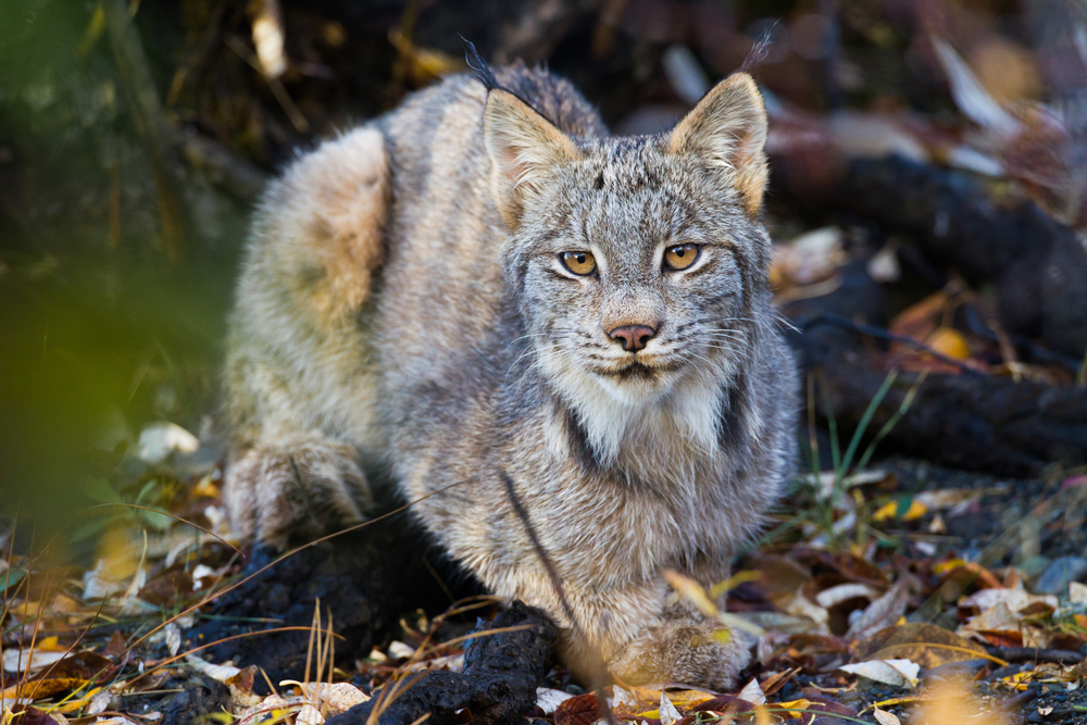 Un lynx du Canada Un lynx du Canada